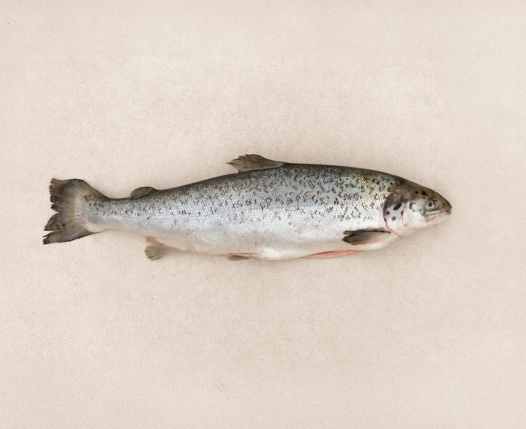 Whole salmon